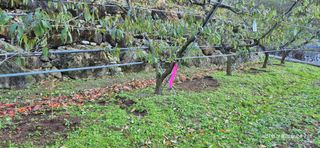 달맛햇복숭아농원님의 복숭아 · 영농일지 작성글 사진