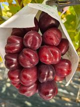 팜모닝 자유주제·자유게시판 게시글 이미지