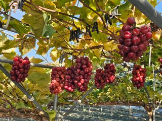 손현순님의 자유주제 · 자유게시판 작성글 사진