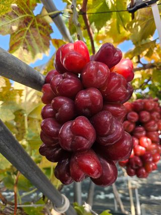 손현순님의 자유주제 · 자유게시판 작성글 사진