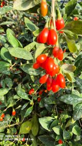 팜모닝 기타작물·영농일지 게시글 이미지