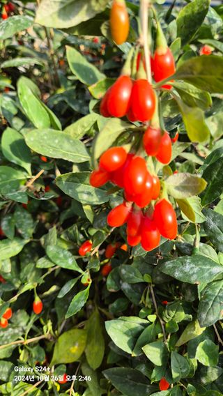 뫼랑님의 기타작물 · 영농일지 작성글 사진