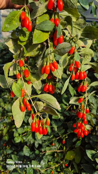 뫼랑님의 기타작물 · 영농일지 작성글 사진