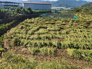 허정양님의 들깨 · 영농일지 작성글 사진