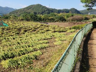 허정양님의 들깨 · 영농일지 작성글 사진