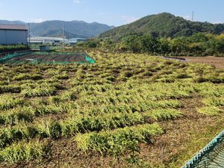 허정양님의 들깨 · 영농일지 작성글 사진