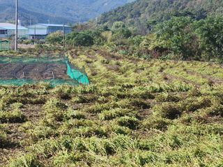 허정양님의 들깨 · 영농일지 작성글 사진