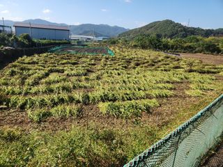 허정양님의 들깨 · 영농일지 작성글 사진