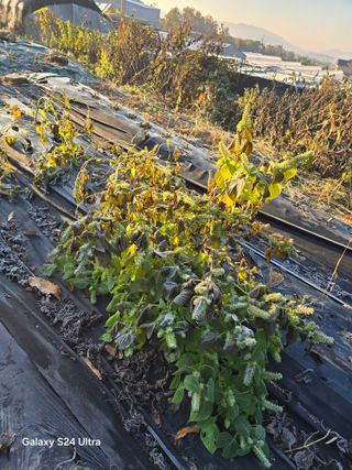 소병찬님의 자유주제 · 자유게시판 작성글 사진