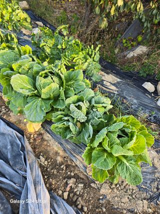 소병찬님의 자유주제 · 자유게시판 작성글 사진