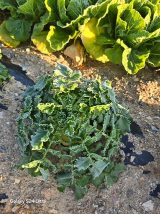 소병찬님의 자유주제 · 자유게시판 작성글 사진