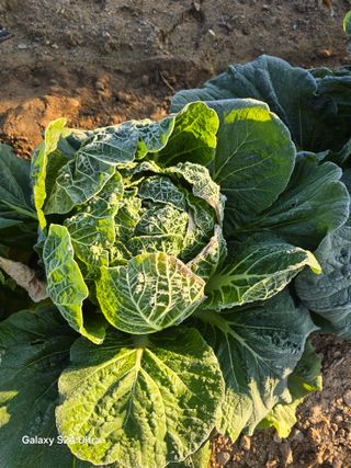 소병찬님의 자유주제 · 자유게시판 작성글 사진