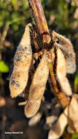 팜모닝 콩·병해충상담 게시글 이미지