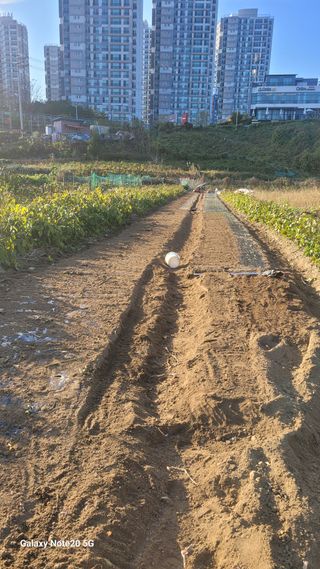 김홍연님의 마늘 · 영농일지 작성글 사진