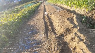 김홍연님의 마늘 · 영농일지 작성글 사진