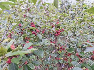 베리조은농원님의 작성글 사진