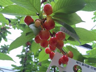 베리조은농원님의 작성글 사진