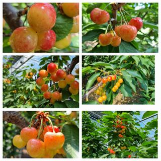 베리조은농원님의 작성글 사진