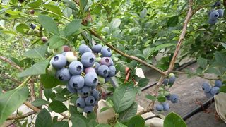 베리조은농원님의 작성글 사진