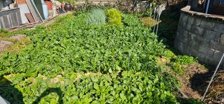 삼례텃밭지기님의 자유주제 · 자유게시판 작성글 사진