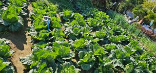 삼례텃밭지기님의 자유주제 · 자유게시판 작성글 사진