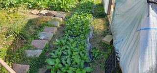 삼례텃밭지기님의 자유주제 · 자유게시판 작성글 사진