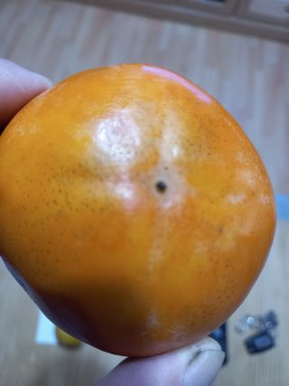 손장현님의 감 · 병해충상담 작성글 사진