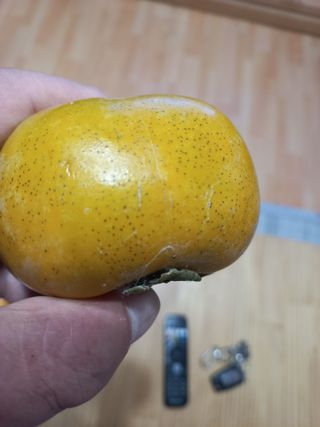 손장현님의 감 · 병해충상담 작성글 사진