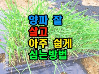 꿈꾸는텃밭님의 양파 · 영농일지 작성글 사진