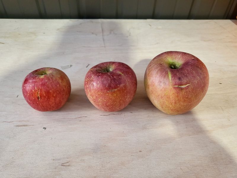 하늘아래사과나무님의 장터 판매 상품 [부사 흠과 가정용 10kg] 첨부 사진