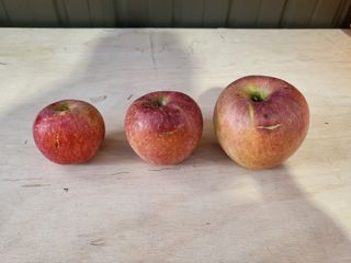 하늘아래사과나무님의 작성글 사진