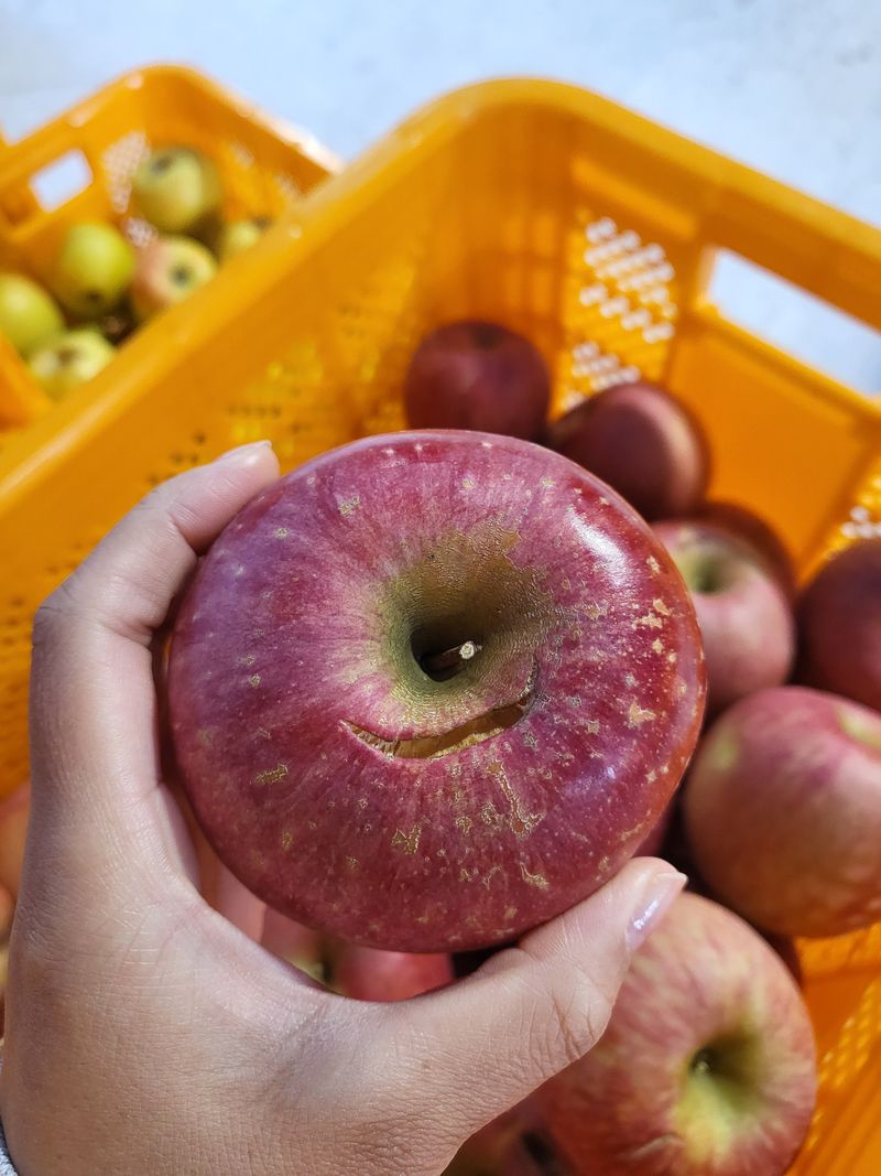 하늘아래사과나무님의 장터 판매 상품 [부사 흠과 가정용 10kg] 첨부 사진