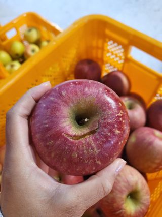 하늘아래사과나무님의 작성글 사진