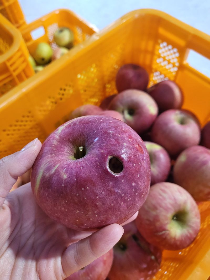 하늘아래사과나무님의 장터 판매 상품 [부사 흠과 가정용 10kg] 첨부 사진