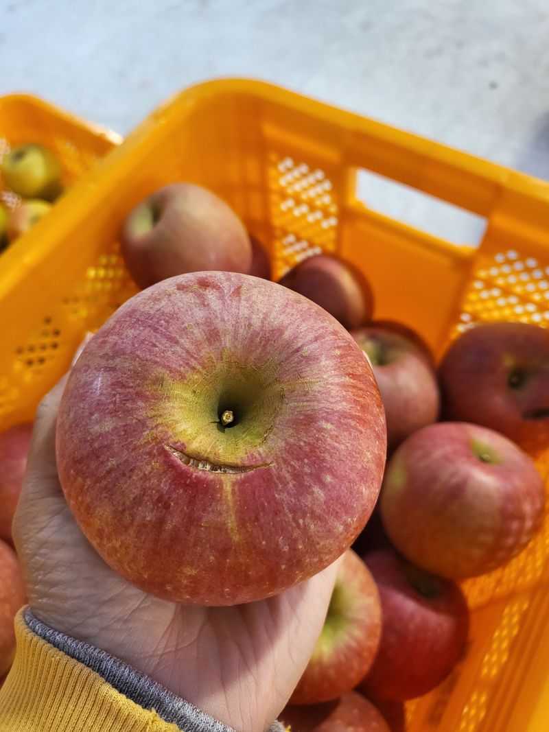 하늘아래사과나무님의 장터 판매 상품 [부사 흠과 가정용 10kg] 첨부 사진