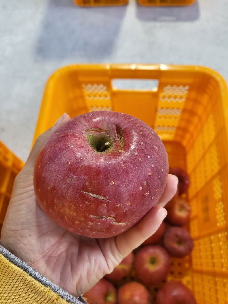 하늘아래사과나무님의 장터 판매 상품 [부사 흠과 가정용 10kg] 첨부 사진