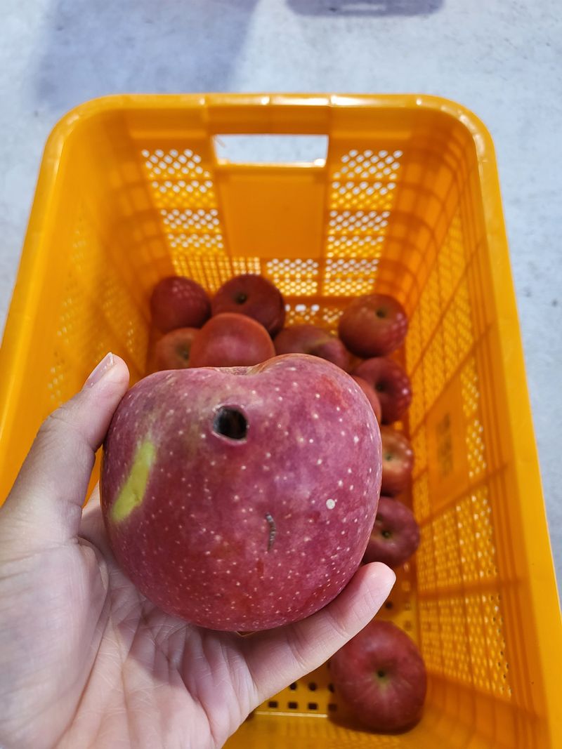 하늘아래사과나무님의 장터 판매 상품 [부사 흠과 가정용 10kg] 첨부 사진