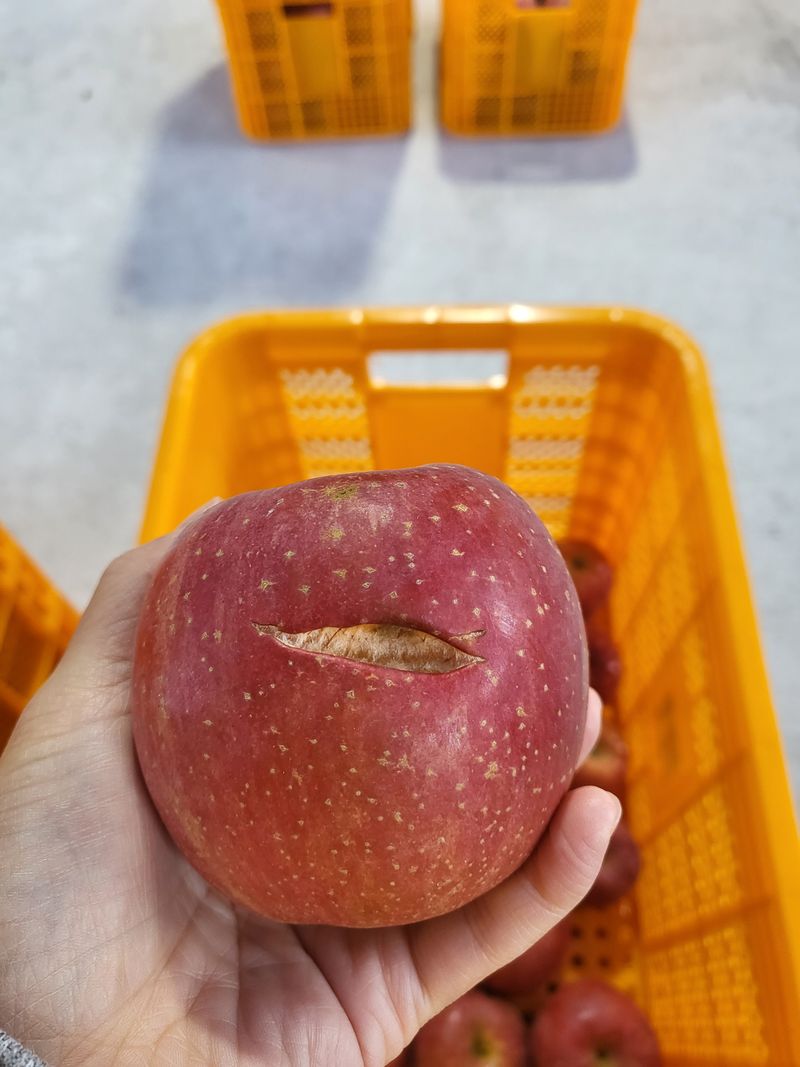 하늘아래사과나무님의 장터 판매 상품 [부사 흠과 가정용 10kg] 첨부 사진