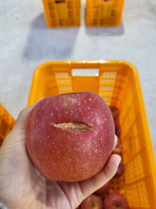 하늘아래사과나무님의 작성글 사진