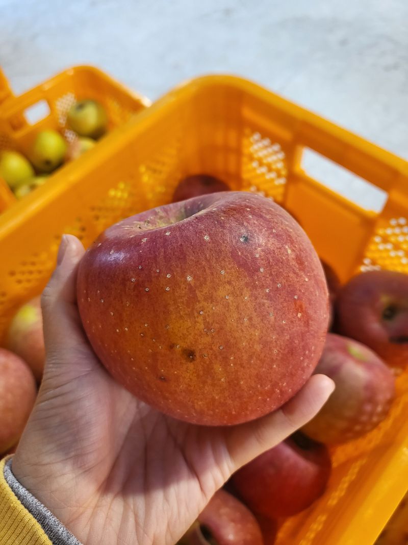 하늘아래사과나무님의 장터 판매 상품 [부사 흠과 가정용 10kg] 첨부 사진