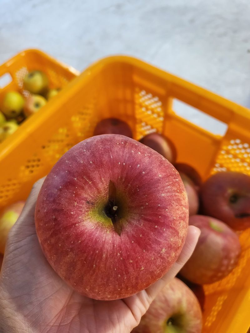 하늘아래사과나무님의 장터 판매 상품 [부사 흠과 가정용 10kg] 첨부 사진