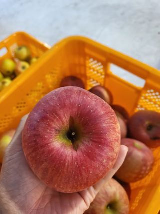 하늘아래사과나무님의 작성글 사진