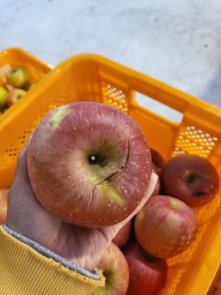 하늘아래사과나무님의 작성글 사진