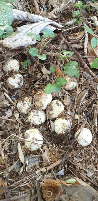 청님의 농사, 무엇이든 물어보세요! · 참여글 작성글 사진