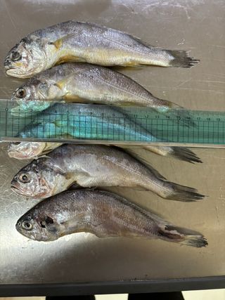 목포 물좋은수산님의 작성글 사진