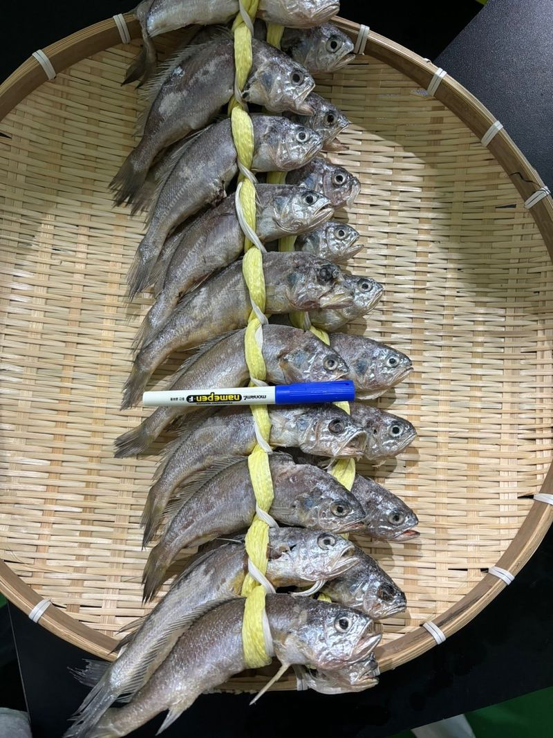 목포 물좋은수산님의 장터 판매 상품 [영광 파굴비] 첨부 사진