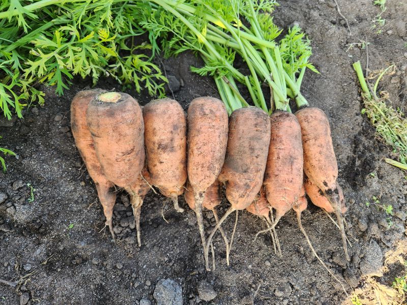 장터 상품 [25년제주 햇당근 (가정용-쥬스용)팝니다 가정혼합(10kg)가격내림] 썸네일