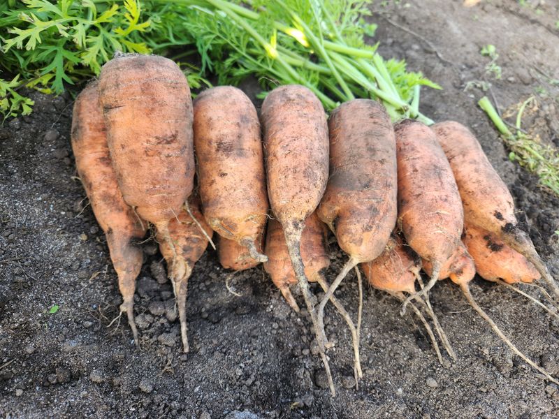 제주구좌당근님의 장터 판매 상품 [25년제주 햇당근 (가정용-쥬스용)팝니다 가정혼합(10kg)가격내림] 첨부 사진