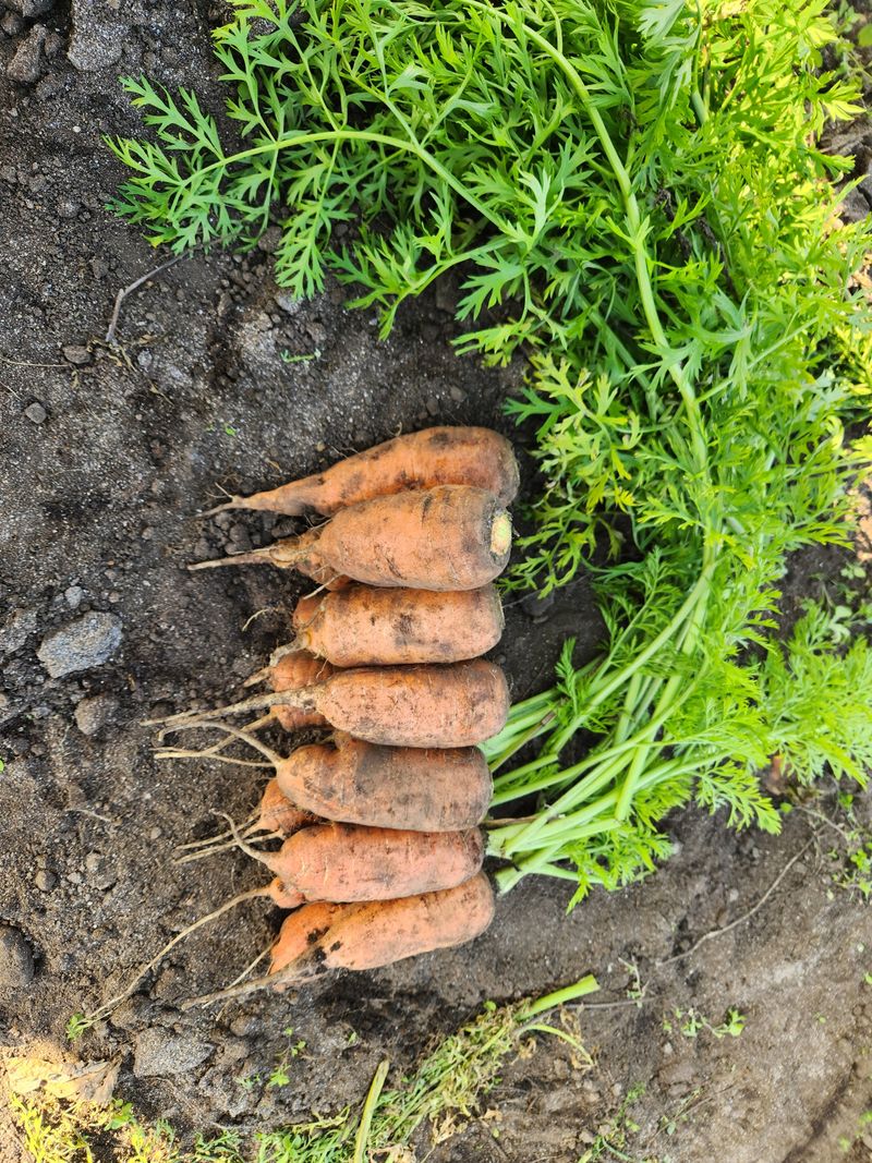 제주구좌당근님의 장터 판매 상품 [25년제주 햇당근 (가정용-쥬스용)팝니다 가정혼합(10kg)가격내림] 첨부 사진