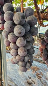 팜모닝 · 게시글 이미지